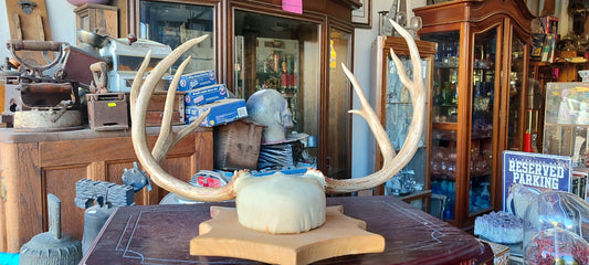 osamenta de ciervo - Antiques Bazaar Ensenada